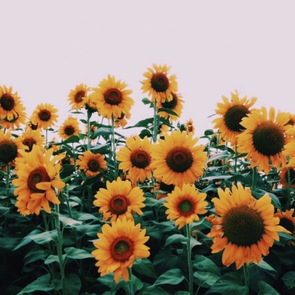 Meet your Posher, Sunflower